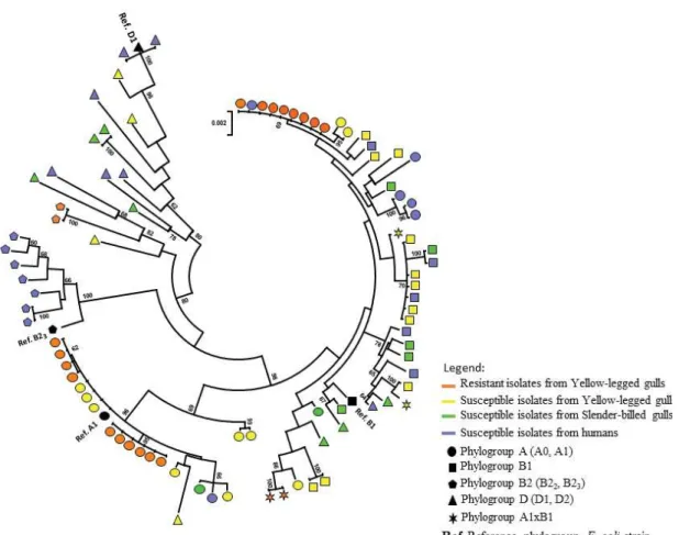 Figure 1. Phylogenetic relationships among the 92  Escherichia coli  isolates studied based ! on concatened MLST sequences