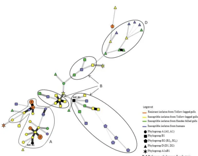 Figure 2. Minimum spanning tree of 79 of the studied  Escherichia coli  strains based on ! MLST, SNPs and VNTR