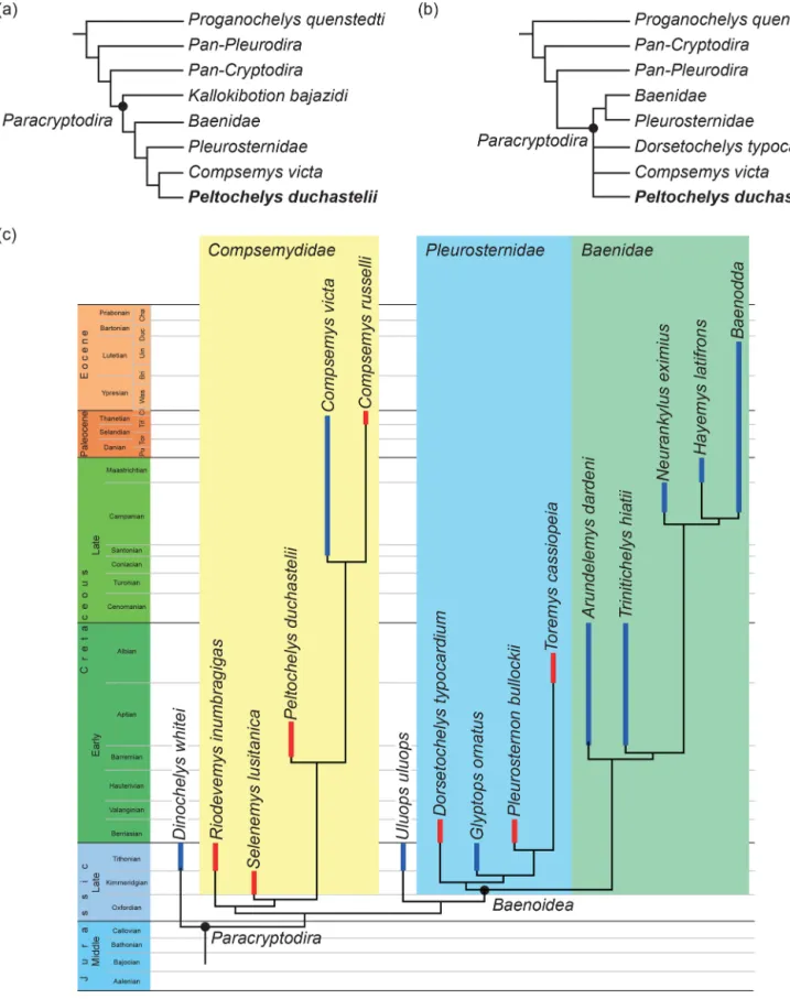 Figure 2. The results of three separate phylogenetic hypotheses that include Peltochelys duchastelii