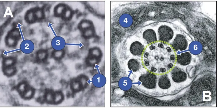Figure 4 : Aspect en microscopie électronique a transmission d’une coupe transversale d’axonème (A) et d’une  coupe transversale de flagelle au niveau de la pièce intermédiaire (B)
