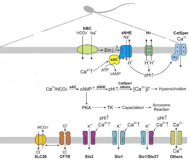 Figure 11: Schéma montrant les différents Modifications ioniques lors de la capacitation des spermatozoïdes de  mammifères (Nishigaki et al., 2014) 
