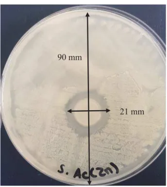 Figure II.6 Zone d'inhibition obtenue en présence d'un film d'alginate de zinc déposé sur acier pour la souche S.aureus 