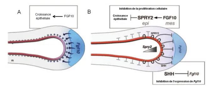 Figure 5: L’action du complexe Fgf10/SPRY2 sur le développement pulmonaire. A: Fgf10 est activé  dans  les  cellules  mésenchymateuses  et  la  protéine  FGF10  induit  la  prolifération  de  l’épithélium  pulmonaire (+)
