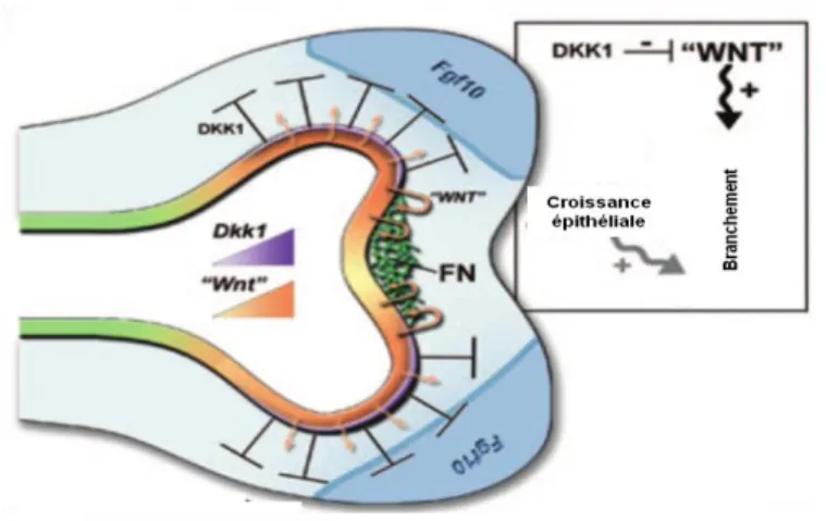 Figure 7: L’action de la voie WNT sur le développement et le branchement pulmonaire. Un arrêt de la sécrétion  de  la  protéine  Dkk1  (Dickkopf-related  protein  1)  qui  est  essentiellement  un  inhibiteur  de  la  voie  WNT  induit  la  sécrétion des p