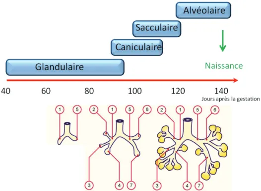 Figure 1 : Les stades du développement pulmonaire ovin (adapté de (3)). 1 : bronche principale droite, 2 : lobe  pulmonaire supérieur droit, 3 : lobe pulmonaire moyen, 4 : lobe pulmonaire inferieur droit, 5 : bronche principale  gauche, 6 : lobe pulmonaire