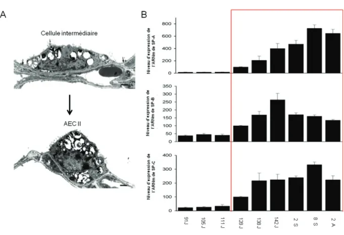 Figure 3: Développement des cellules alvéolaires ovines. A: Ultrastructure des cellules alvéolaires intermédiaires  et des AEC II chez le fœtus ovin