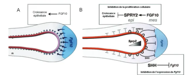 Figure 5: L’action du complexe Fgf10/SPRY2 sur le développement pulmonaire. A: Fgf10 est activé  dans les cellules mésenchymateuses et la protéine FGF10 induit la prolifération de l’épithélium  pulmonaire (+)