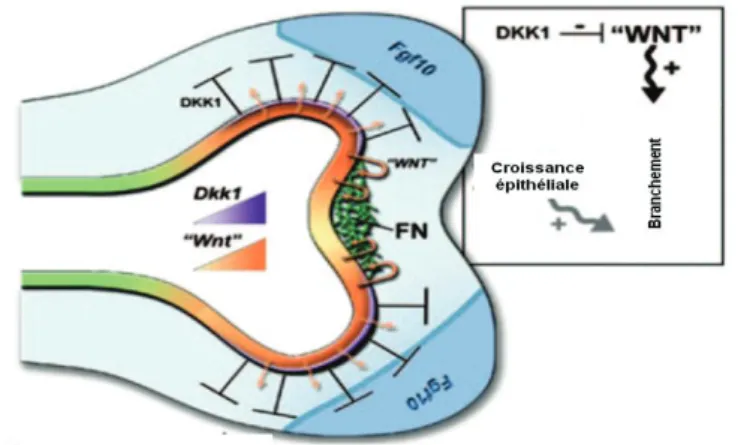 Figure 7: L’action de la voie WNT sur le développement et le branchement pulmonaire. Un arrêt de la sécrétion  de la protéine Dkk1 (Dickkopf-related protein 1) qui est essentiellement un inhibiteur de la voie WNT induit la  sécrétion des protéines Wnt par 