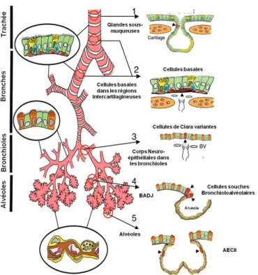 Figure 10 : Les niches des cellules souches dans l’épithélium pulmonaire murin. 1) Cellules basales bordant  les canaux des glandes de la sous-muqueuse