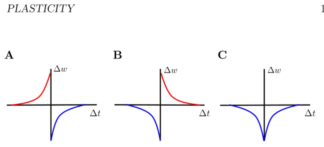 Figure 1.3 – STDP shapes. This figure shows three different STDP shapes found in slice experiments