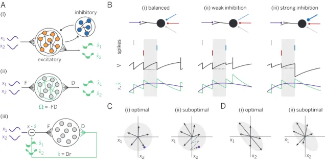 Figure 1: Networks learning to represent analog signals efficiently with spikes. A. (i) Recurrent neural network with input signal x (purple) and signal estimate xˆ (green), as read out from the spike trains of the excitatory  pop-ulation