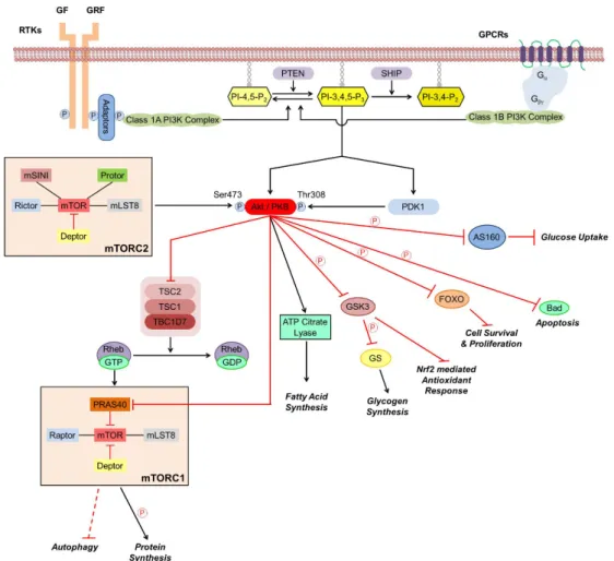 Figure 1. Schematic representation of the Akt signaling pathway. Pointed arrows denote activation  while arrows with flat end represent inhibition