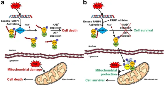 Figure 2. Schematic mechanisms of the PARP1/Akt interplay in oxidative stress. (a) Effects of  oxidative stress in the absence of PARP inhibition