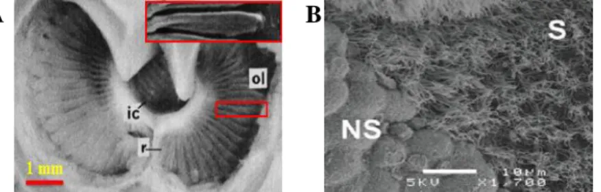 Figure  1:  (A)  Cross-sectional  SEM  image  (permission  obtained  from  ref.  [4])  of  shark’s  olfactory  organ  to  show  abundant layers of olfactory lamellae (ol), where ‘ic’, inlet chamber; ‘r’, raphe