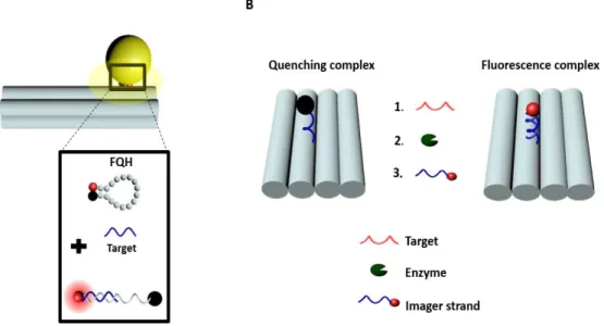 Figure  4.  Illustrations  of  sensing  by  quenching  with  DNA  origami.  (A)  Representation  of  a  DNA  origami  pillar  [101]  where  a  fluorescence-quenching  hairpin  (FQH)  is  incorporated