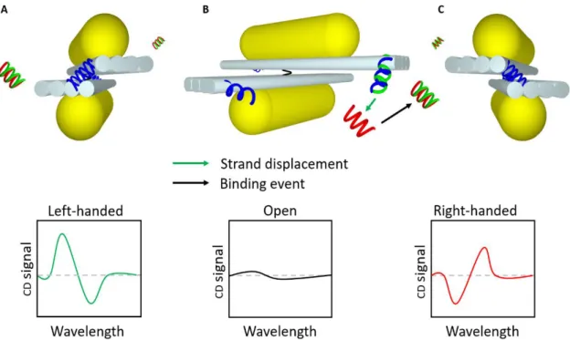 Figure 6. Illustration of DNA origami-based circular dichroism (CD) detection mechanism invented  by Kuzyk et  al