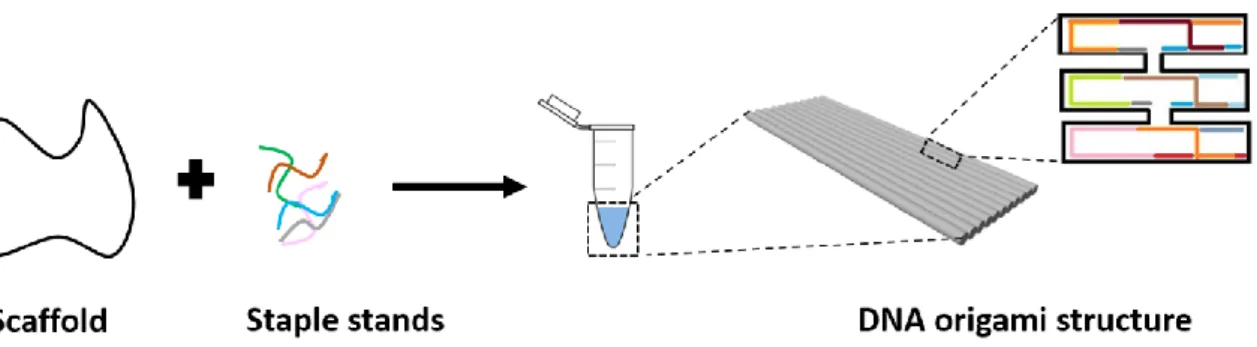 Figure 1. Principle of the DNA origami assembly. The DNA origami method consists of a long single- single-strand  DNA  (“scaffold”)  and  several  hundreds  of  short  ssDNA  single-strands  (“staples”)