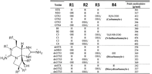 Figure 2. La structure chimique de la saxitoxine et de ses dérivés. 