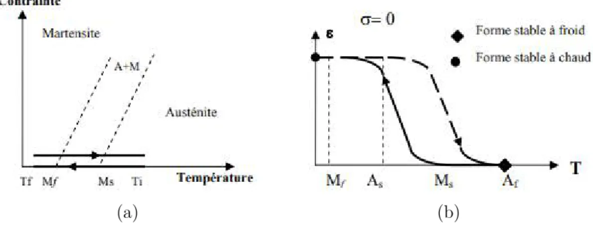 Figure 1.3 – (a) Chargement thermique permettant d’obtenir l’effet mémoire de forme double sens, (b) Effet mémoire de forme double sens : sans contraintes externes appliquées.