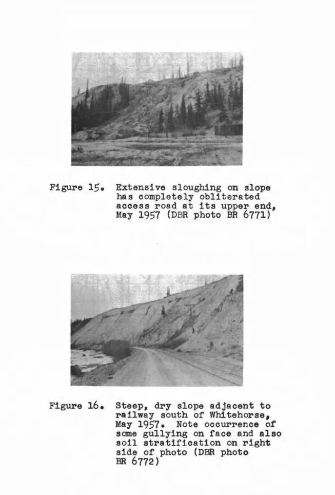 Figure 16. Steep, dry slope adjaoent to railway south of Whitehorse, May 1951. Note ooourrenoe of
