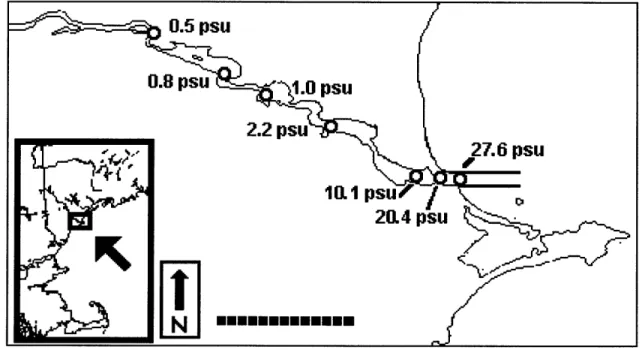 Fig.  3. 1.  Map  of the  Saco River Estuary,  including  sampling locations  and salinities  measured.