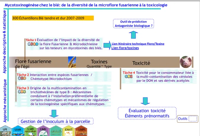 Fig.  4:  Joints  and  complementarities  between  the  various  tasks  of  the  project  DON&amp;Co  supported by the ANR