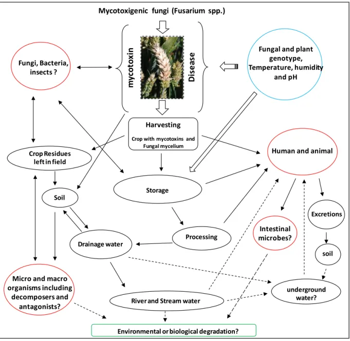 Fig.  3:  Possible  flow  of  mycotoxins  in  the  environment  (black  coloured  circles),  its  interaction  with  other  organisms  (red  coloured  circles)  .The  conditions  which  can  favour  mycotoxin  production  (blue  coloured  circle)