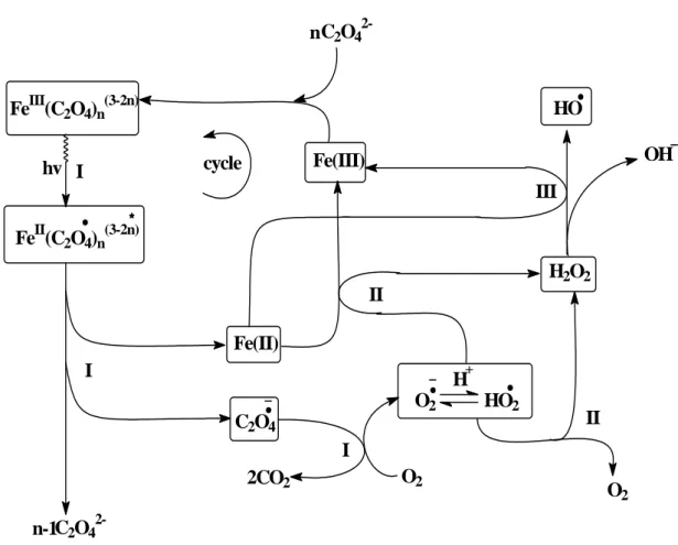 Figure II.10 : Mécanisme réactionnel de la photolyse directe de Ferrioxalate. 