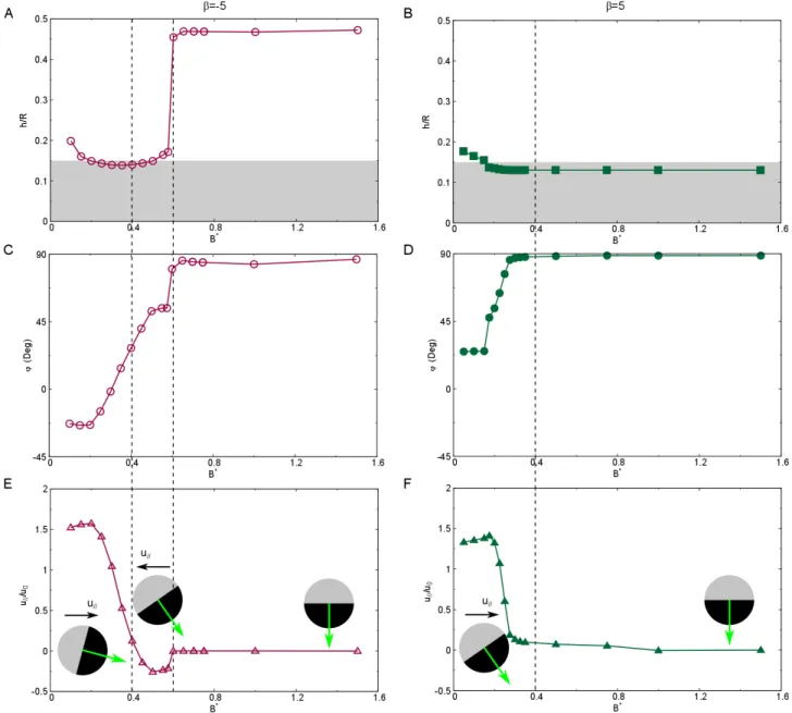 Fig. 8 Dynamics of a single swimmer directed by an external torque near the wall. (A, C and E) A β = −5 pusher, the gap size d, inclination angle ϕ and the normalised swimming speed u // /u 0 along the wall as a function of the external aligning field B ∗ 