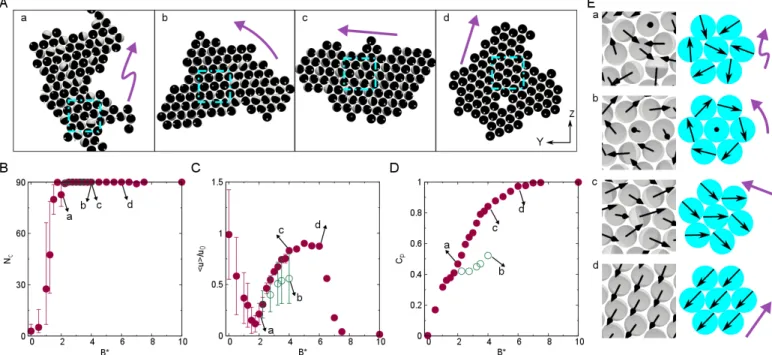 Fig. 5 Cluster dynamics of pushers tuned by the external field B ∗ . (A) Upon increasing B ∗ we observe a sequence of dynamic states: random motion (a), rotation (b), linear translation (c and d)