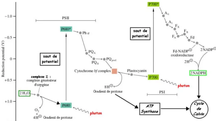 Figure 2: Différentes étapes de la photosynthèse. Z, donneur d'électrons à P680 – Pha phéophytine a -  PQA : plastoquinone fortement attachée à PSII - PQB : plastoquinone attachée de façon réversible à PSII  - &#34;PQpool&#34; : réserve de plastoquinones P