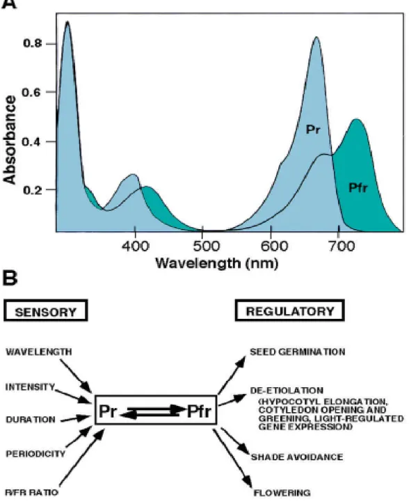 Figure 3: Les spectres d’absorption des phytochromes et leurs fonctions (Quail, 1998)