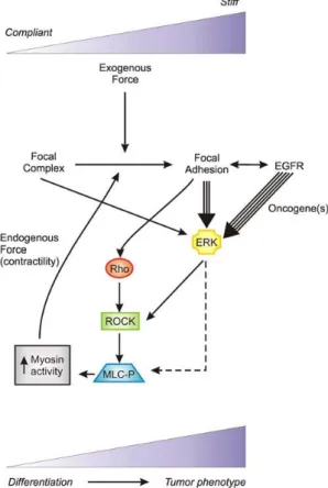 Figure 1.18 – Mod`eles de l’hom´eostasie de tension et la transformation en cellule maligne d´ependente de la force (Paszek et al., 2005).