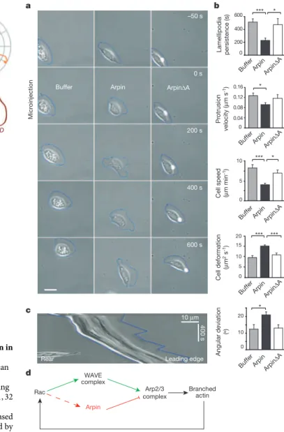Figure 3 | Arpin depletion increases directional persistence of migration in mammalian cells and in Dictyostelium discoideum