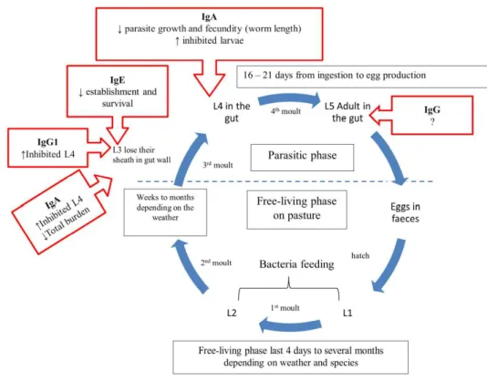 Figure 3. Immunoglobulins suggested role in resistant to gastrointestinal nematode during its 