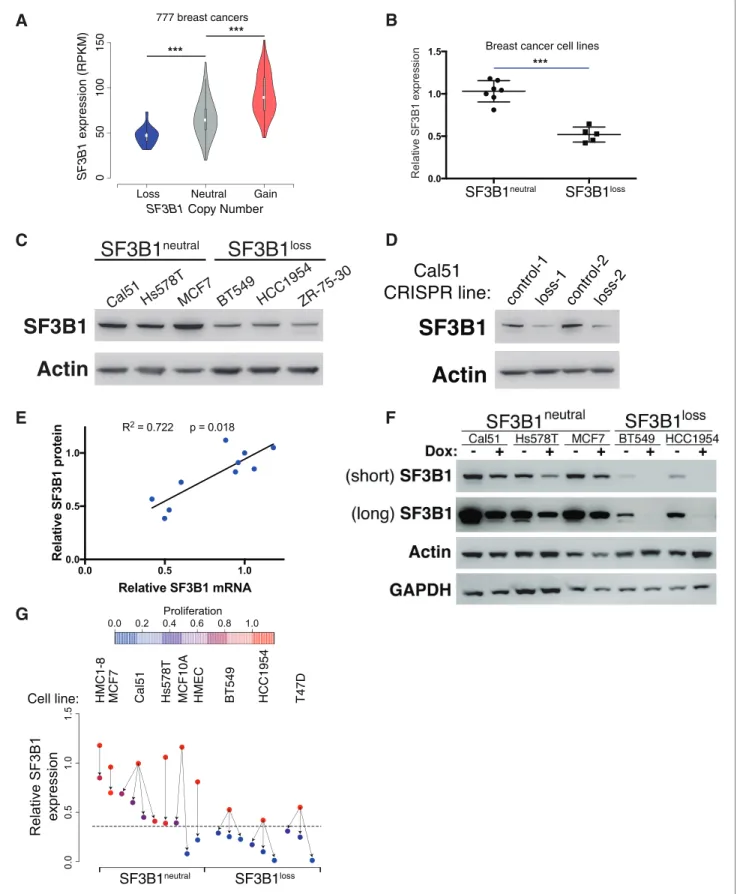 Figure 3. SF3B1 neutral cells contain excess SF3B1 beyond the requirement for survival