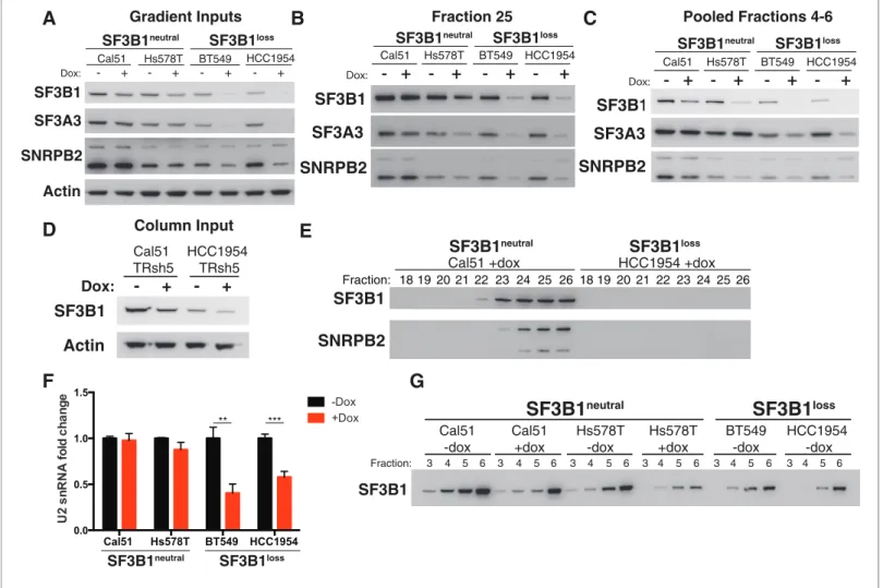 Figure 5. Reduced spliceosome precursors and U2 snRNP abundance upon SF3B1 suppression in SF3B1 loss cells