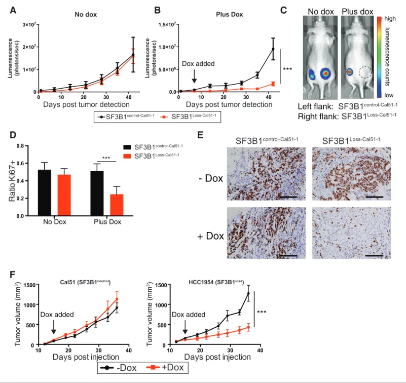 Figure 7. SF3B1 suppression inhibits tumor growth in vivo. Luminescent quantification of xenograft growth from SF3B1 control-Cal51-1 (black) and SF3B1 Loss-Cal51-1 (red) tumors (A) without doxycycline (n = 4) and (B) with doxycycline (n = 17) using TR-shSF