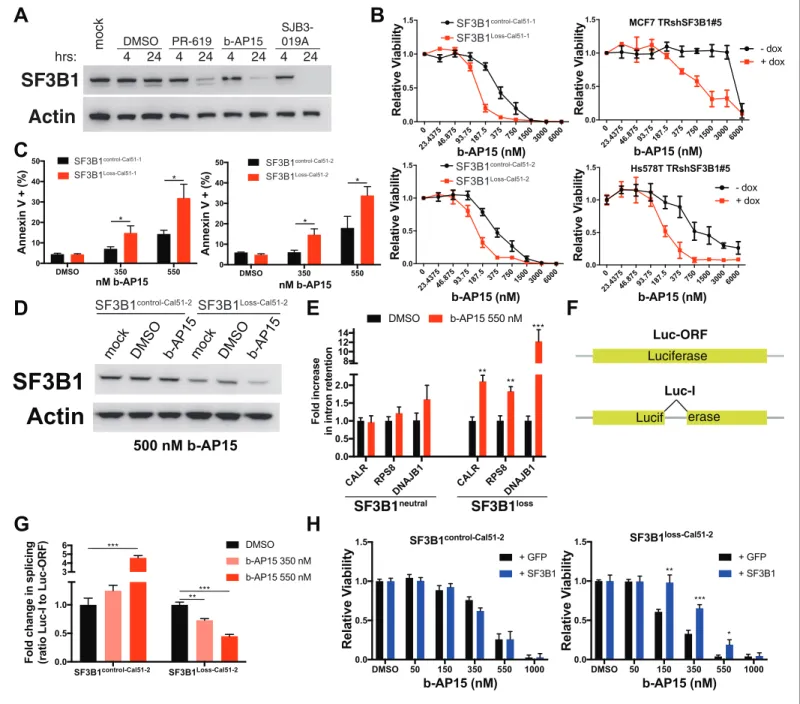 Figure 8. Deubiquitinase inhibitor b-AP15 can induce SF3B1 degradation and selectively kill SF3B1 loss cells