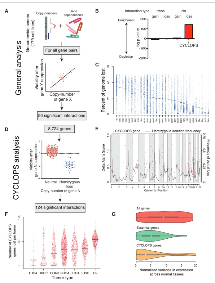 Figure 1. Analysis of copy-number-associated gene dependencies. (A) Schematic describing the general analysis of copy-number-associated gene dependencies