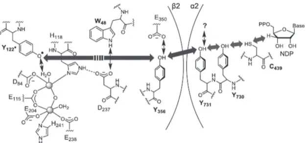Figure 9.  Model peptide to study the kinetics of electron transfer through  proteins.