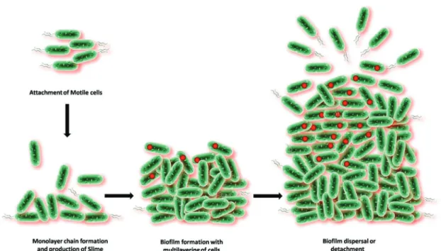 Figure 13.  Life cycle of a typical baterial bioﬁlm.