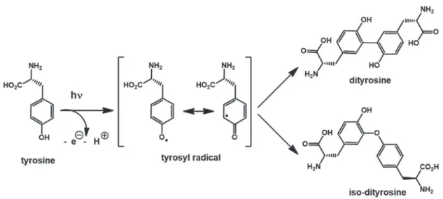 Figure 3.  Electrons can be generated from aromatic amino acids through absorbance of light in the UV range