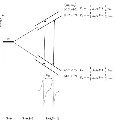 Figure I.9 : Magnetic energy level diagram and the allowed transitions for a two spin system
