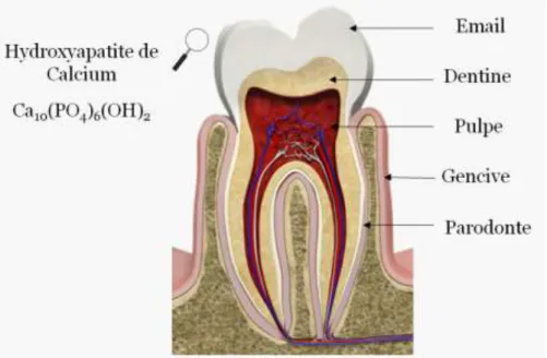 Figure IV.1 Constitution de la dent humaine  La couronne est formée de trois couches : 