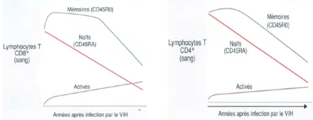 Figure 2. Dynamique des sous populations lymphocytaires au cours de  l’infection par le VIH