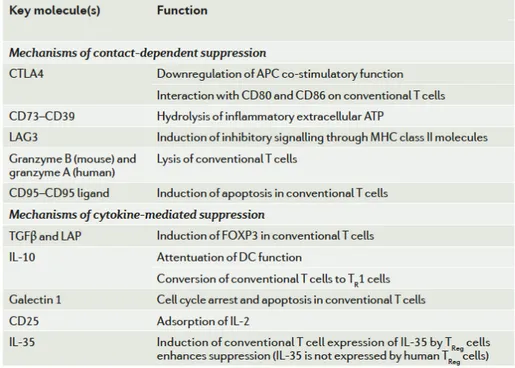 Tableau 1. Mécanismes de l’action suppressive des Treg. APC, antigen-presenting  cell; CTLA4, cytotoxic T lymphocyte antigen 4; DC, dendritic cell; FOXP3,  forkhead box P3; IL, interleukin; LAG3, lymphocyte activation gene 3; LAP,  latency-associated pepti