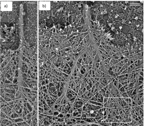 Figure 1.4 -  Electron microscopy images of filopodia. a) A filopodium contains a tight bundle of  actin  filaments  that  separates  at  its  root  and  becomes  a  part  of  the  surrounding  network