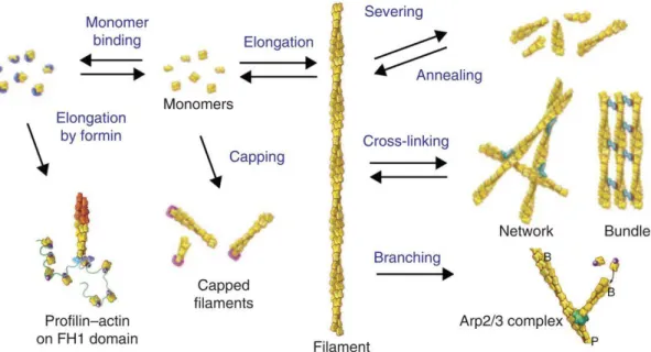 Figure 1.10 – Overview of different actin binding protein families and their functions