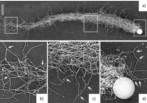 Figure 1.16 - Actin comets on beads.  a) Electron microscopy images of an actin comet assembled  on a bead coated with ActA and placed in a Xenopus egg extract